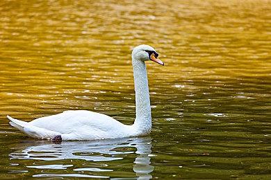 Fami通新一周销量榜：《幻想生活i》多平台上榜登顶！